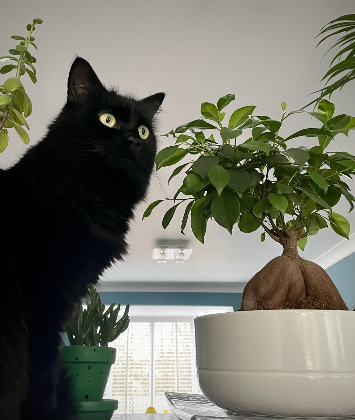 Beautiful black cat peering over plants.