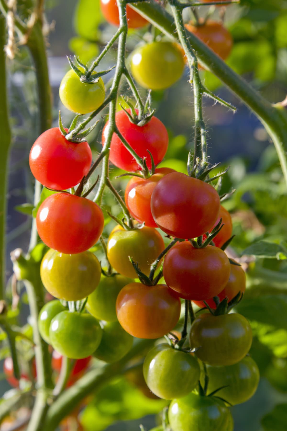 Tomatoes in various stages of ripeness on vine