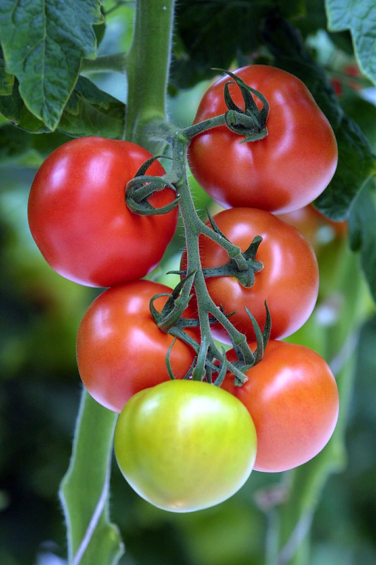AUCKLAND, NEW ZEALAND - JANUARY 04:  Stock shot of Tomatoes on the plant in a local hot house.  (Photo by Michael Bradley/Getty Images)