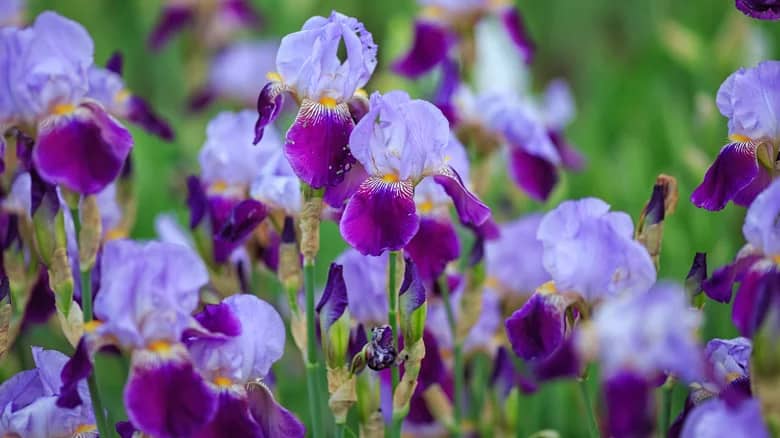 Purple bearded irises