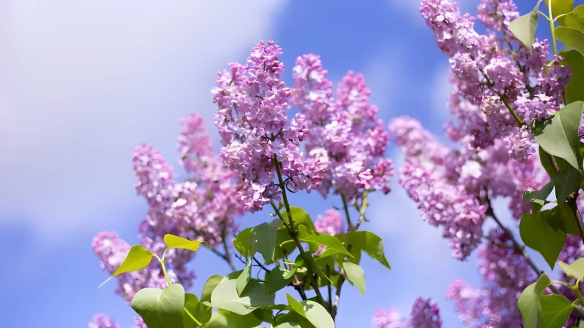 Lilac plant against the sky