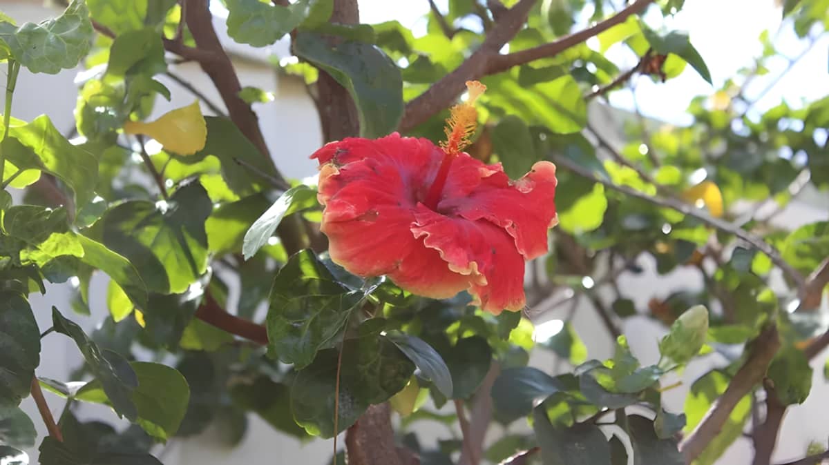 Red hibiscus plant in bloom