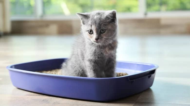 Gray kitten sitting in litter