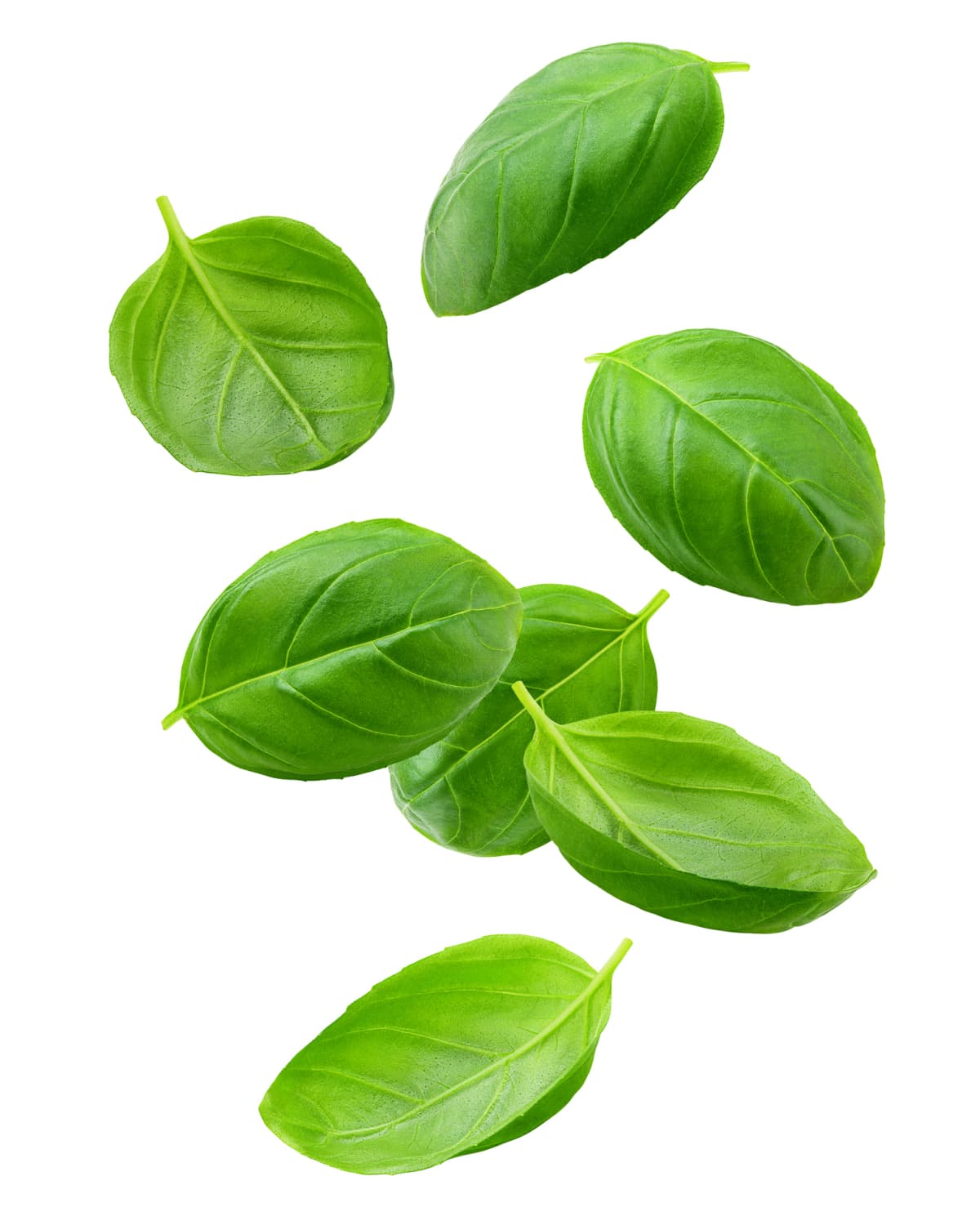 Basil in plastic pot isolated on white background