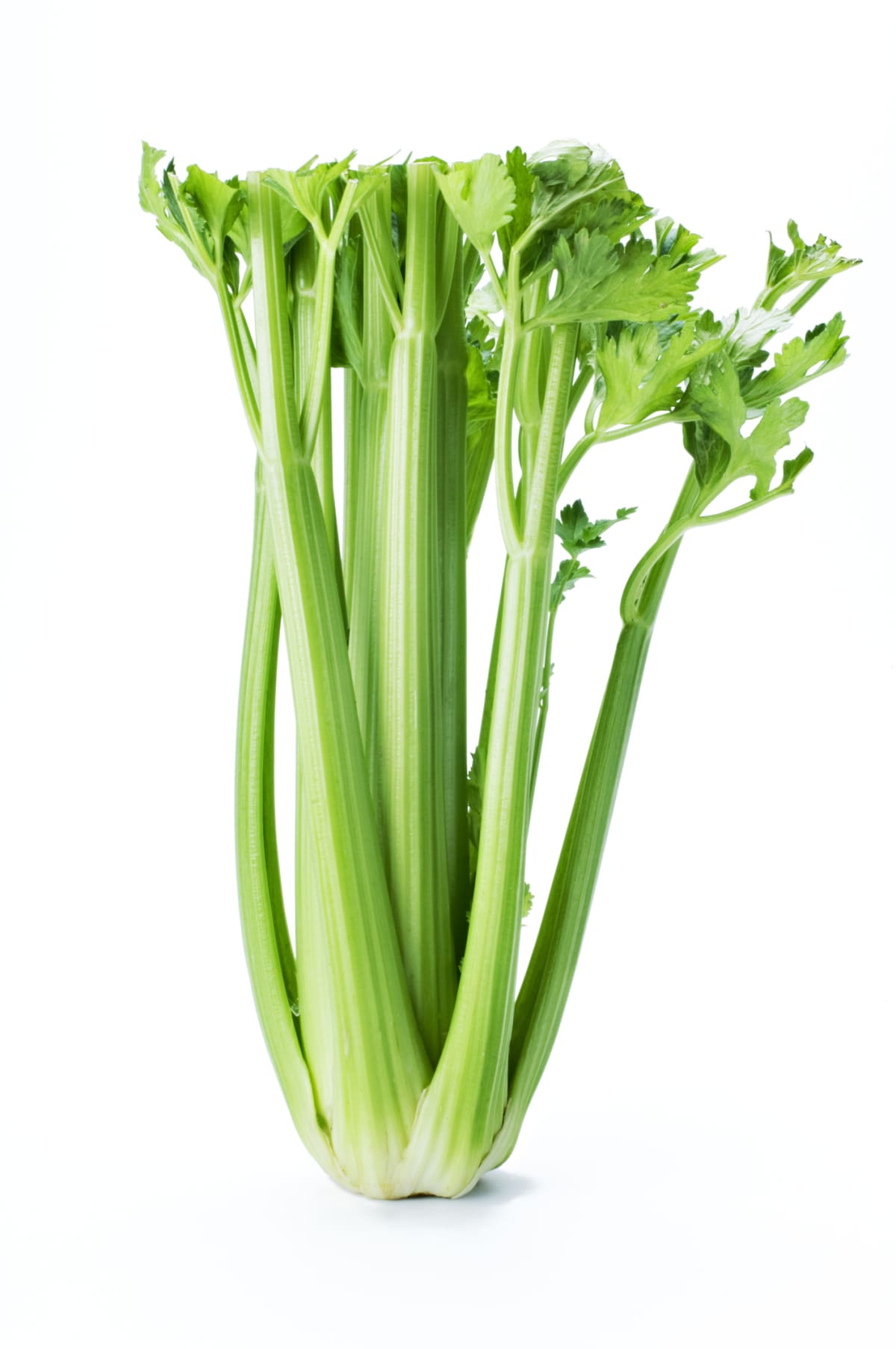 Celery on a white background