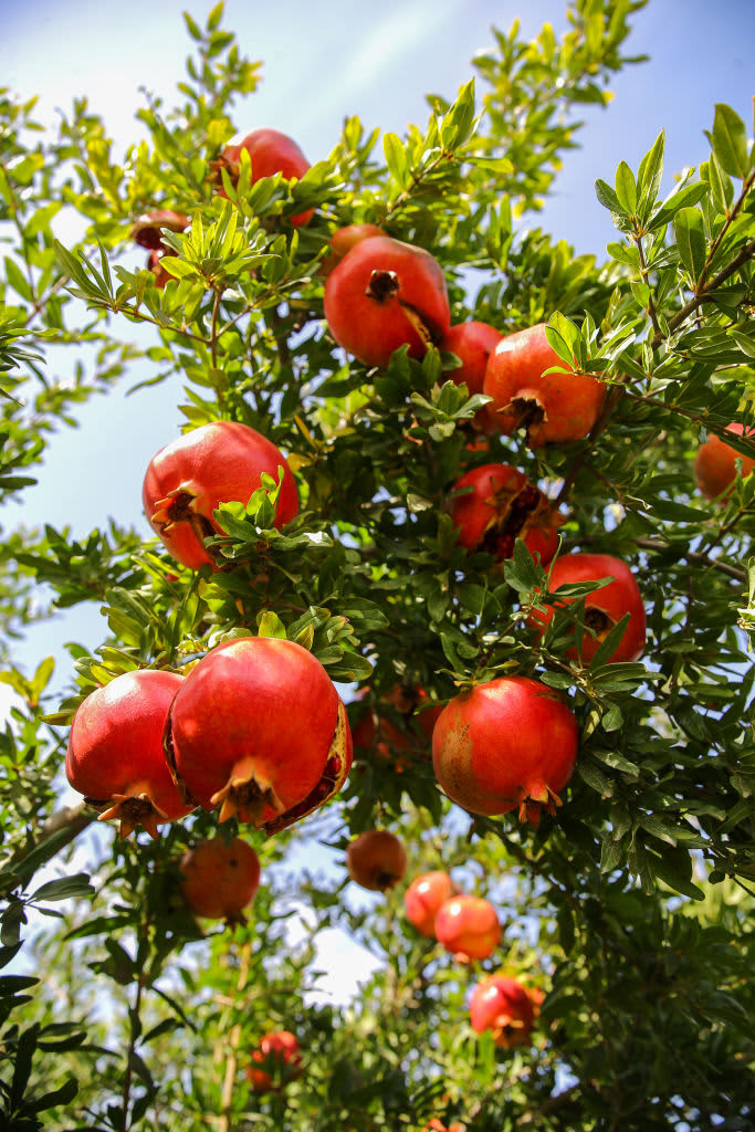 Pomegranate tree with pomegranates hanging off of it