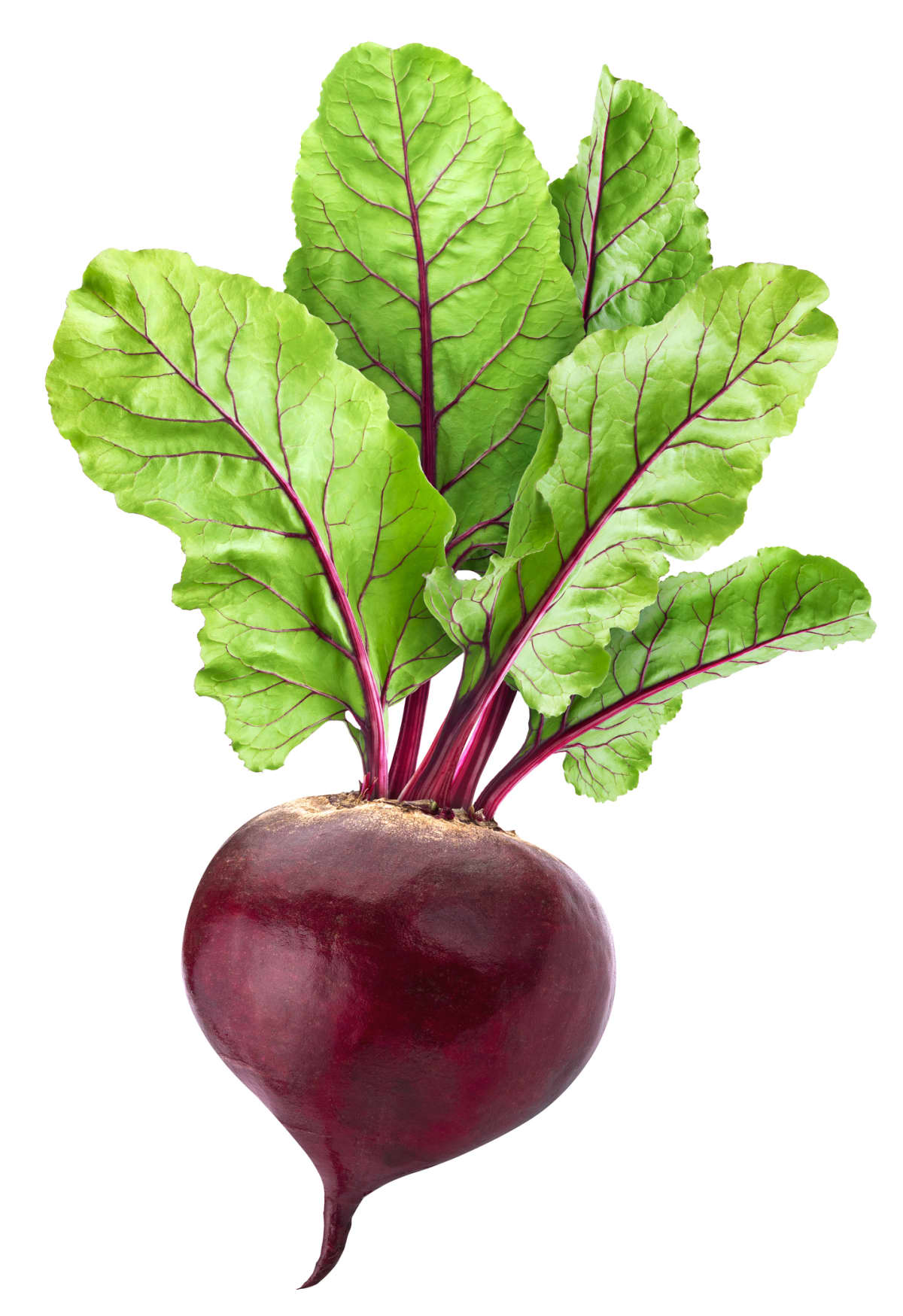 Beetroot isolated on white background with clipping path, one whole beet with leaves
