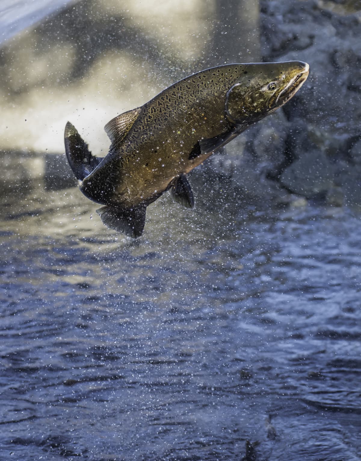 Salmon leaping from the water