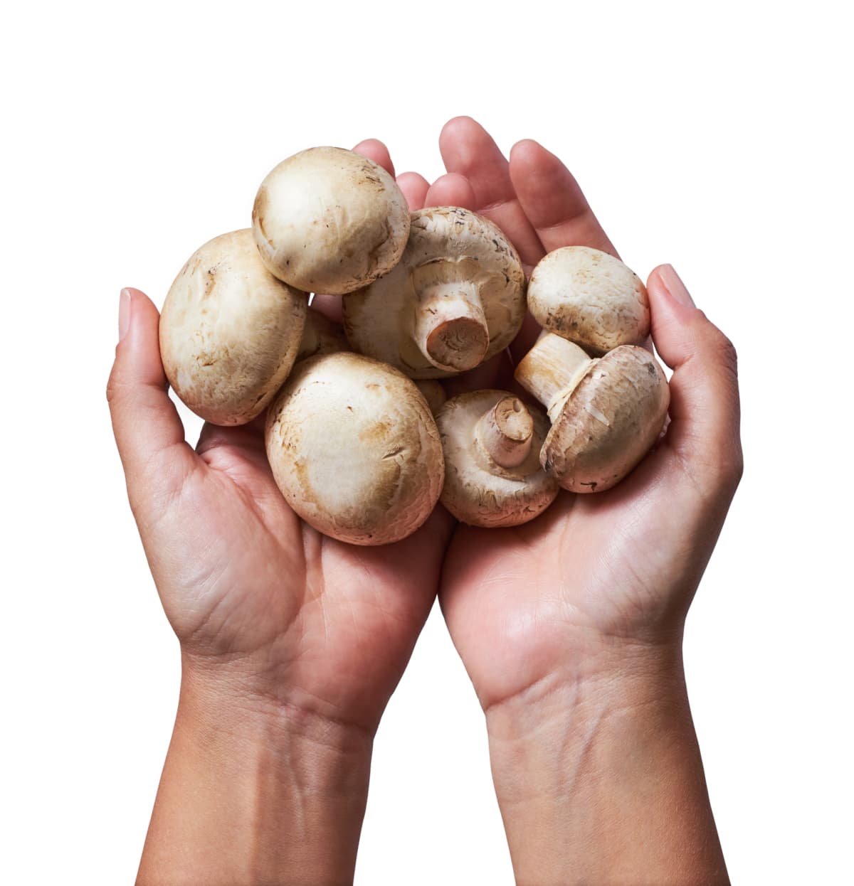 Top view of multiple mushrooms on human hands