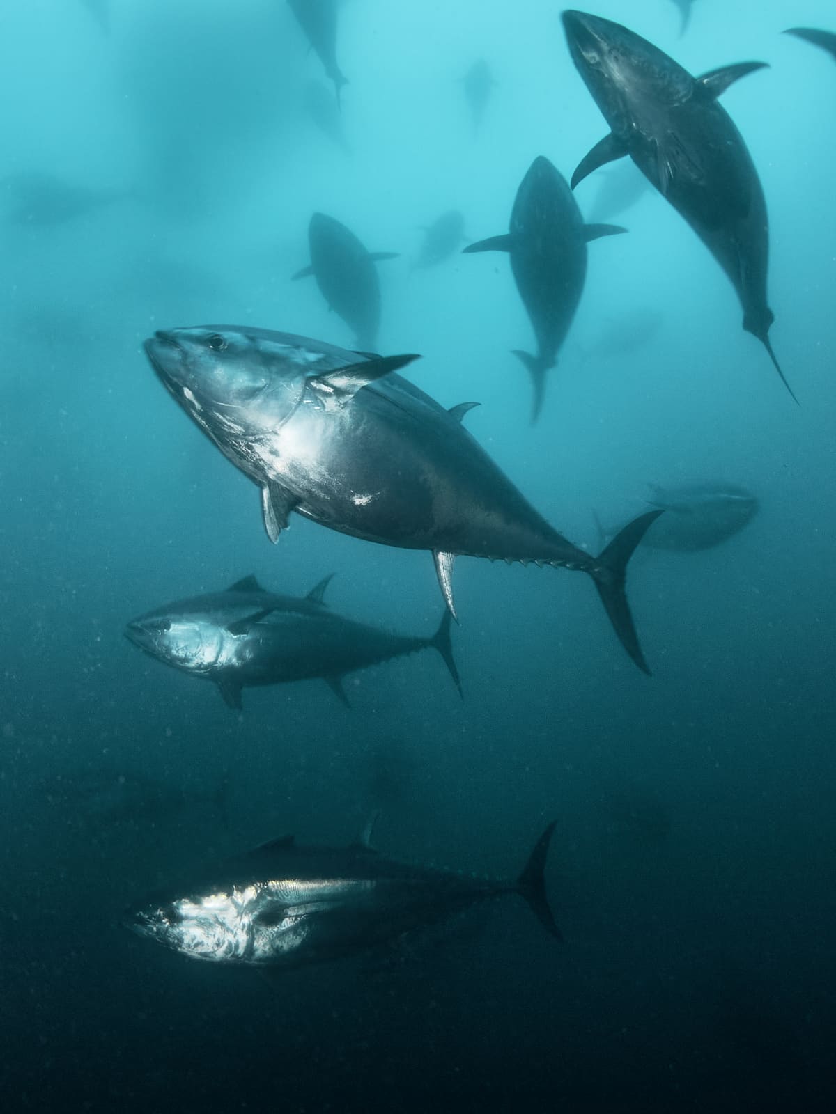 The bluefin tuna, common tuna or Atlantic bluefin tuna, is a species of tuna belonging to the Scombridae family. Those individuals that exceed 150 kilograms are known as giant bluefin tuna.