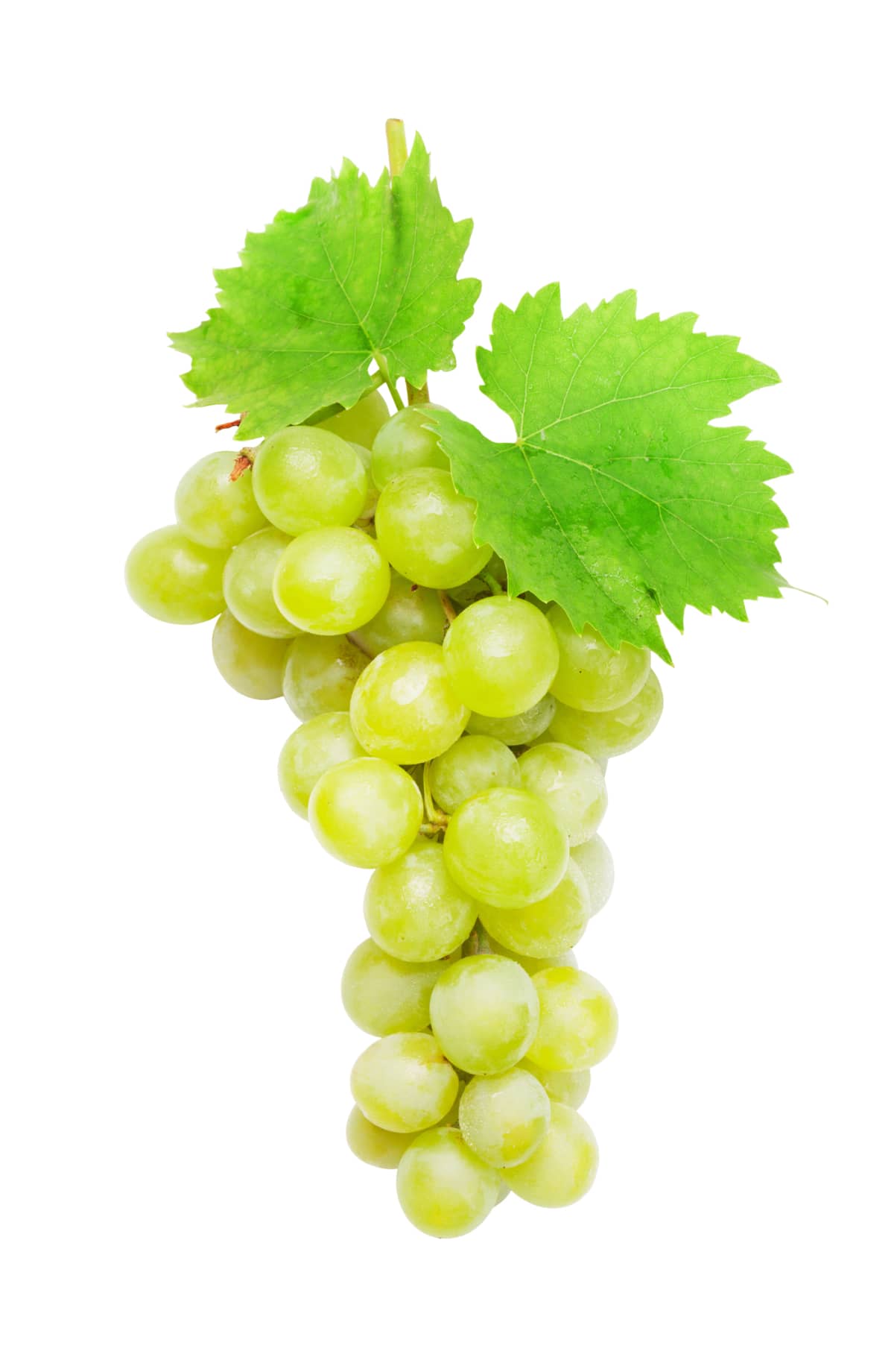 Green grapes with leaves isolated on white background