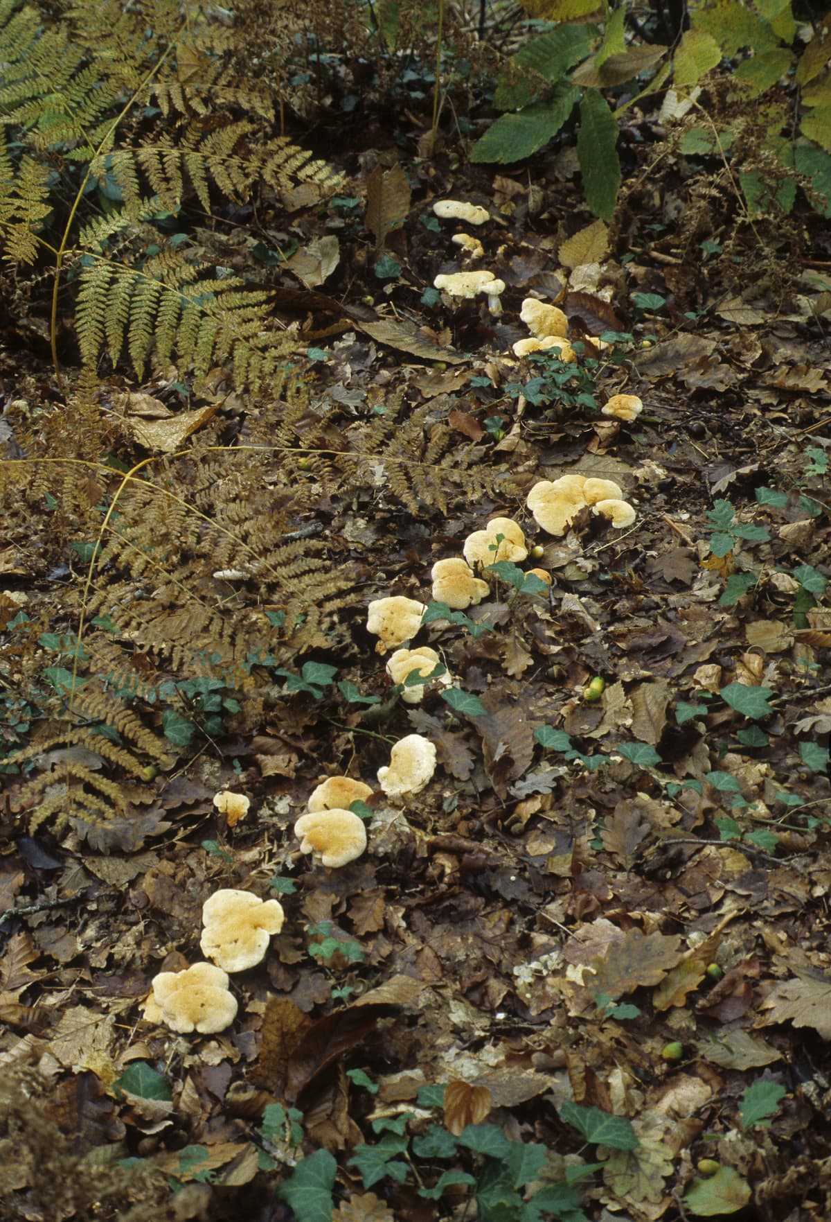 Hedgehog Fungus Hydnum repandum
