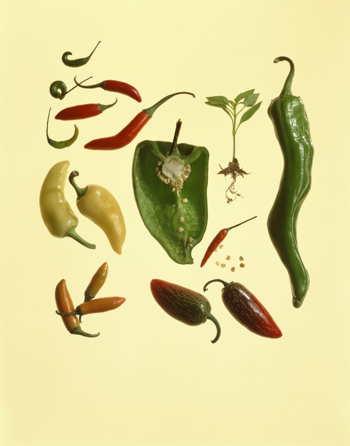 Variety of peppers with yellow background