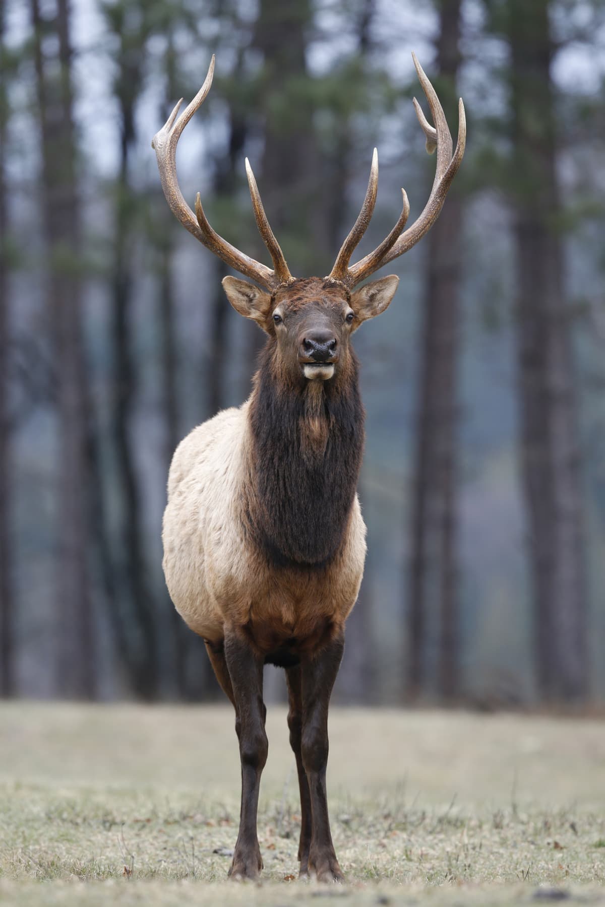 Bull Elk roaming in the forest
