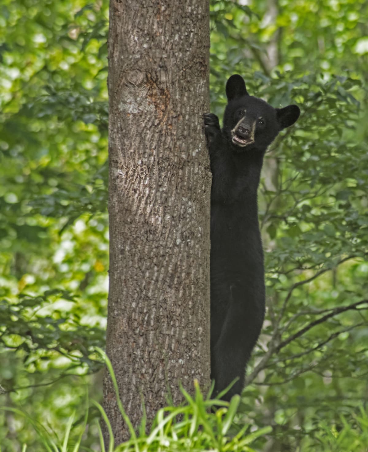 Bear cub climbing a tree.