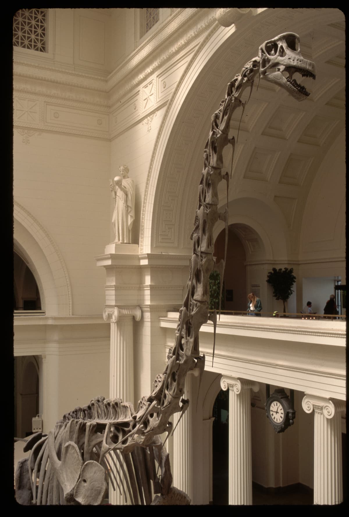 Sauropod dinosaur bones on display at the Field Museum in downtown Chicago Illinois