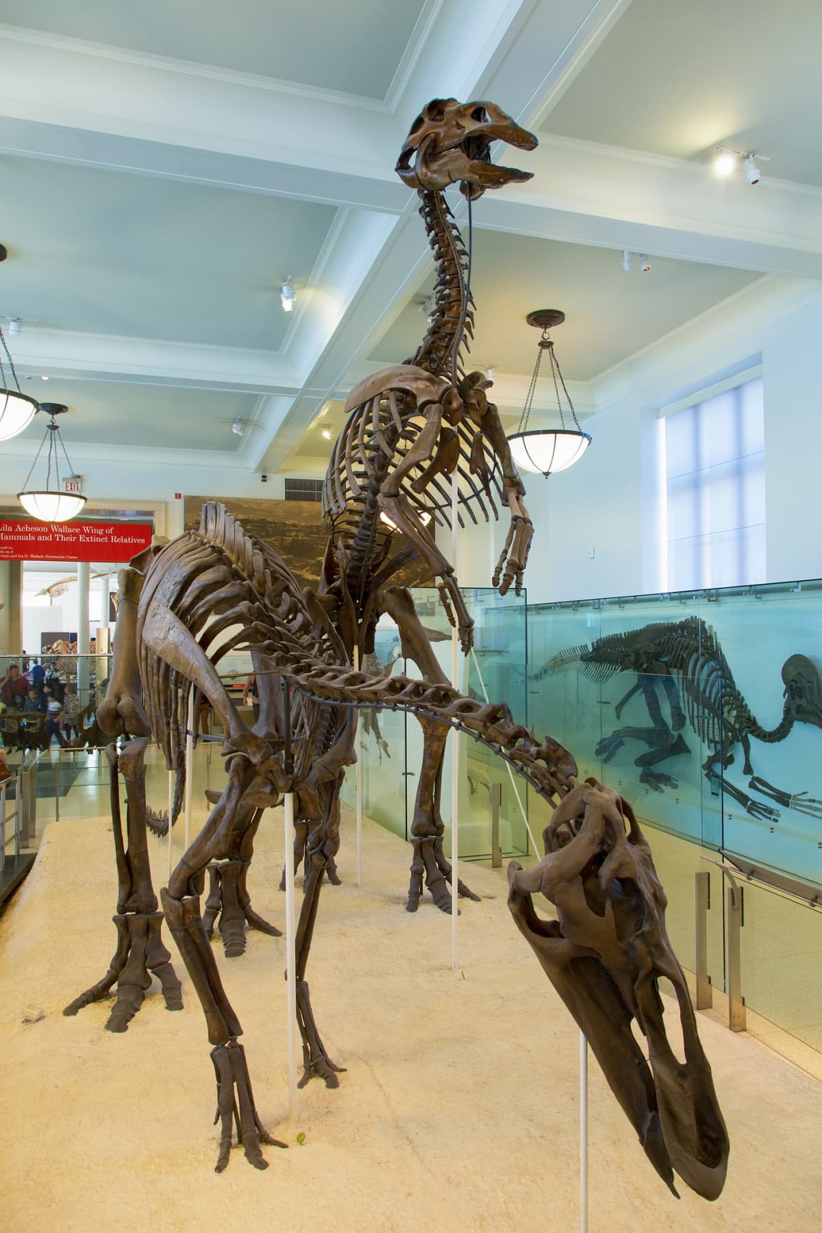 Dinosaur bones on display at the American Museum of Natural History in New York City