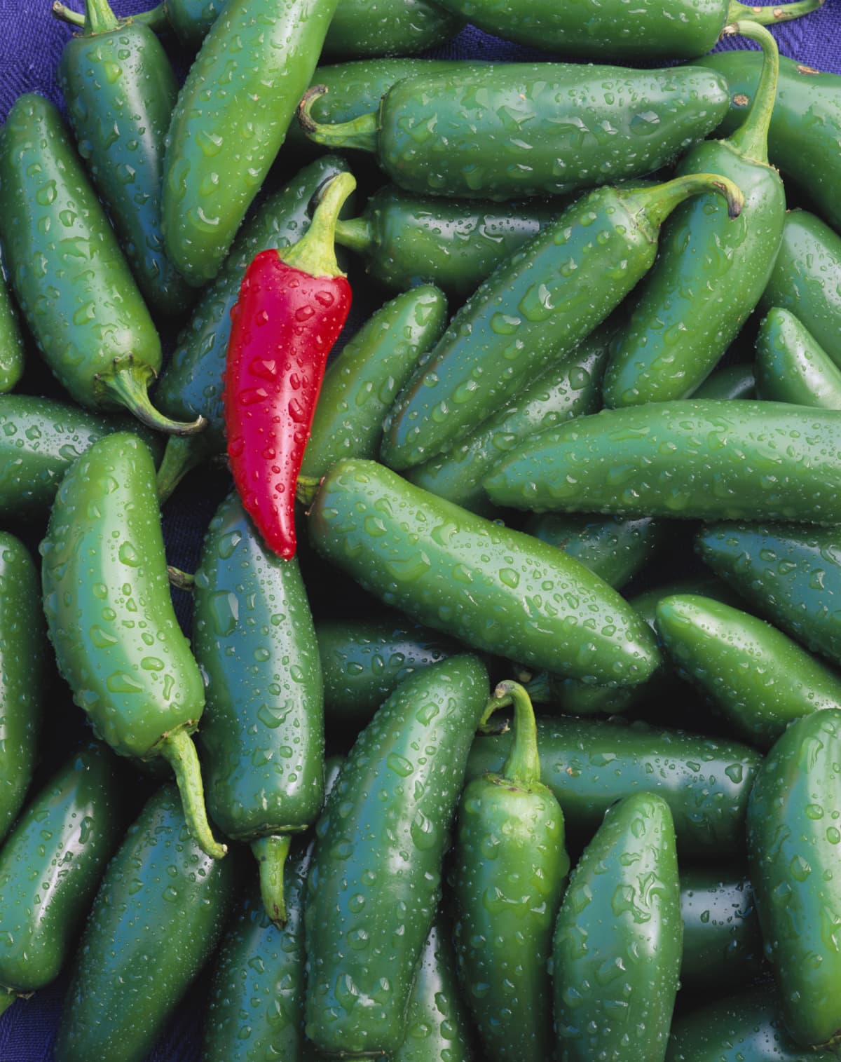 Single red jalapeño on pile of green jalapeño peppers