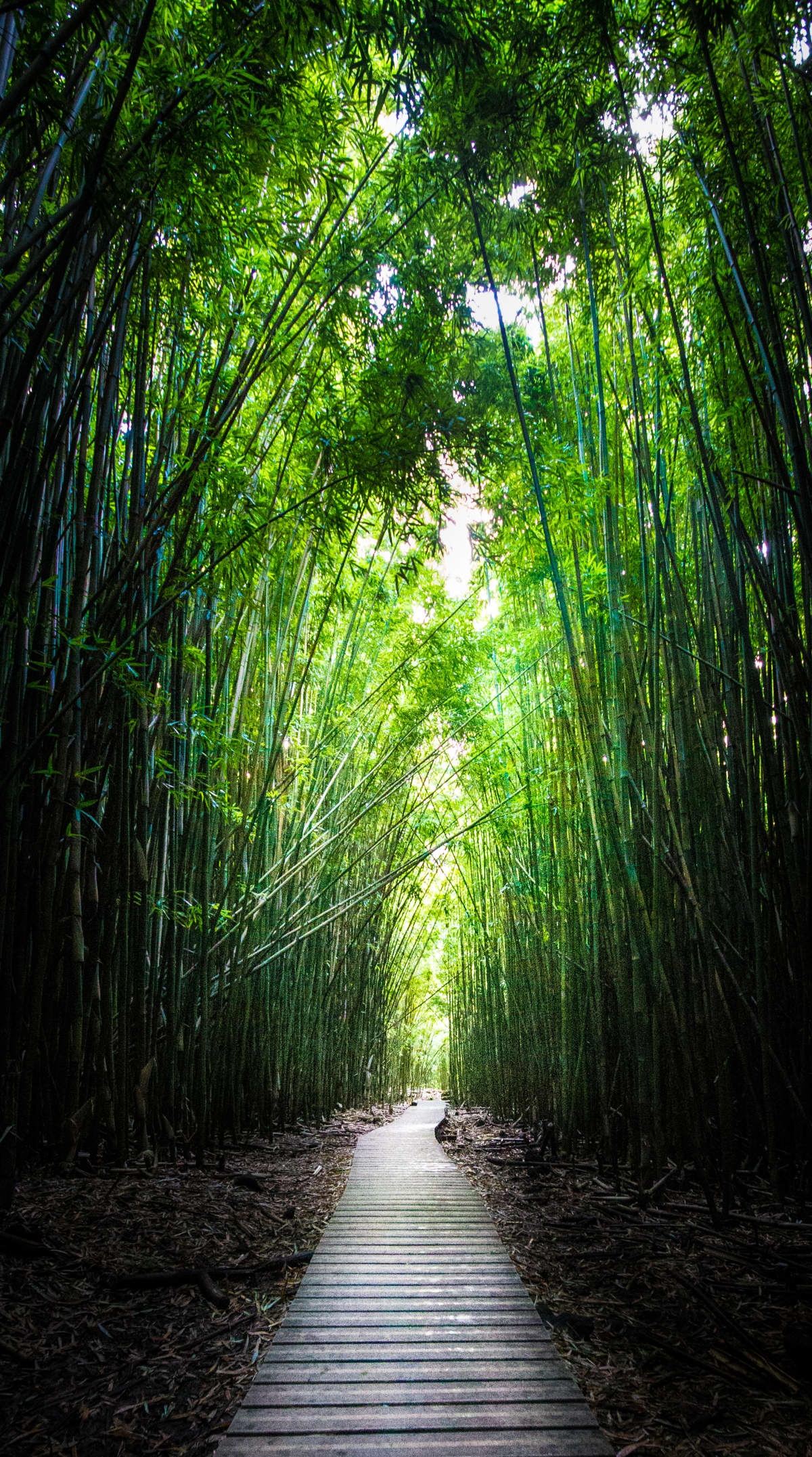 Walking path inside the Bamboo Forest on the island of Maui