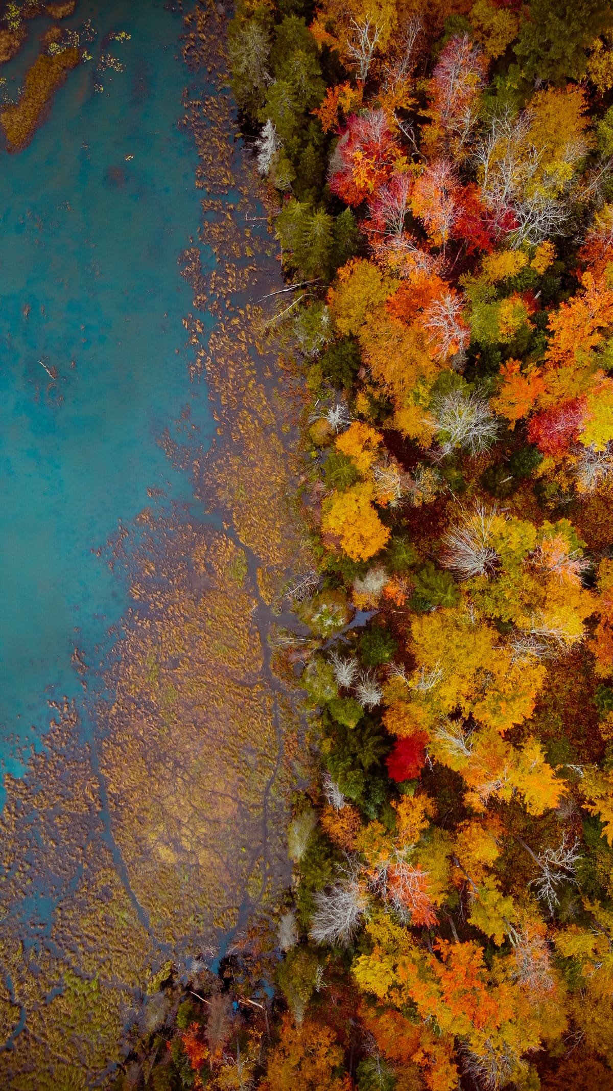 Aerial view of the coastline in Vermont with blue water lined with colorful autumn trees.