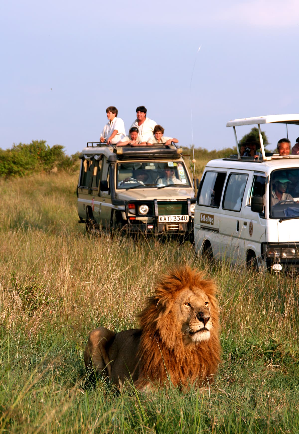 Some tourists in a car looking a lion during a safari.