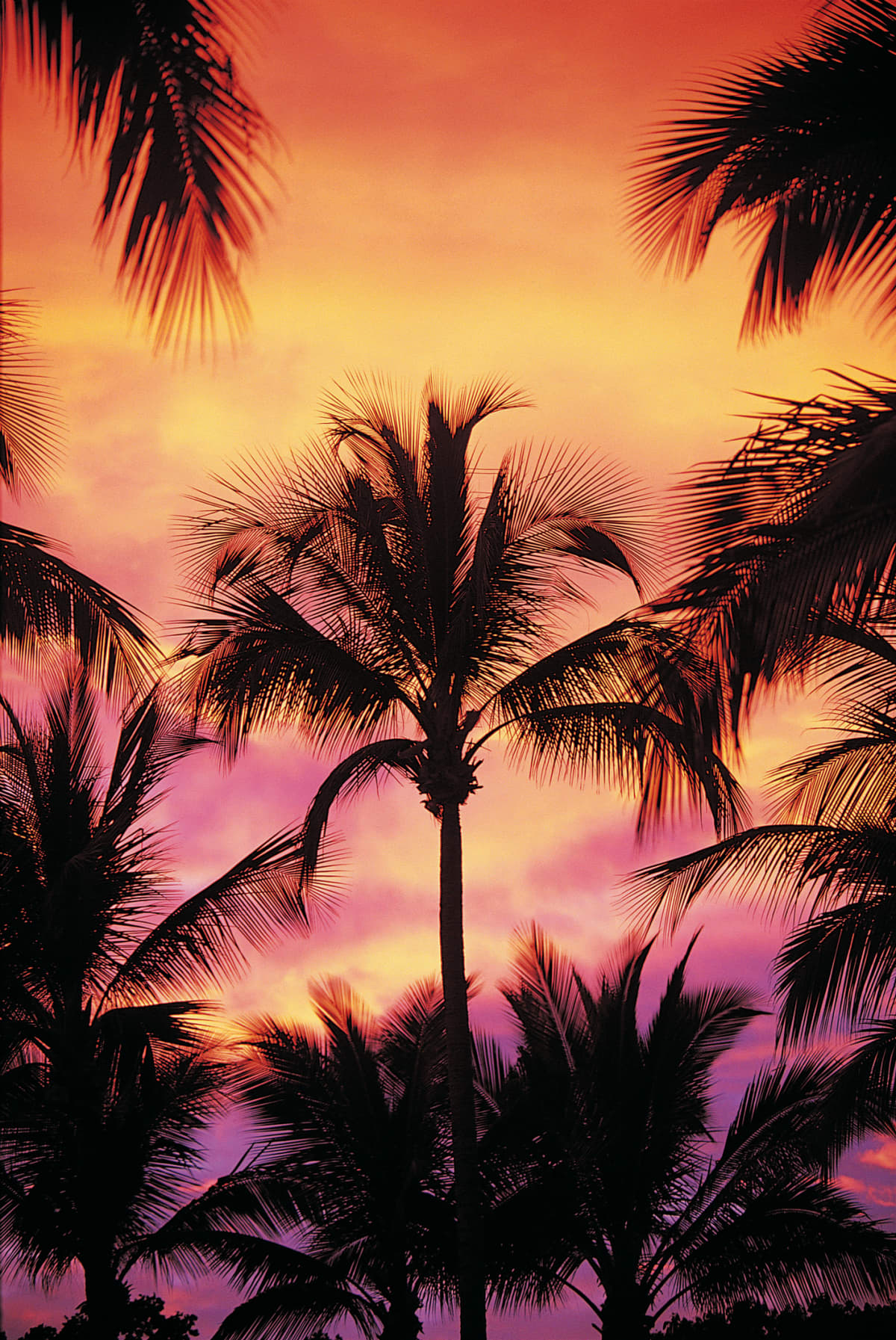 Palm trees at sunset with purple and orange skies