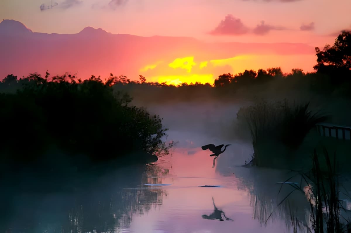 A crane flies from the water in the Florida Everglades at sunset