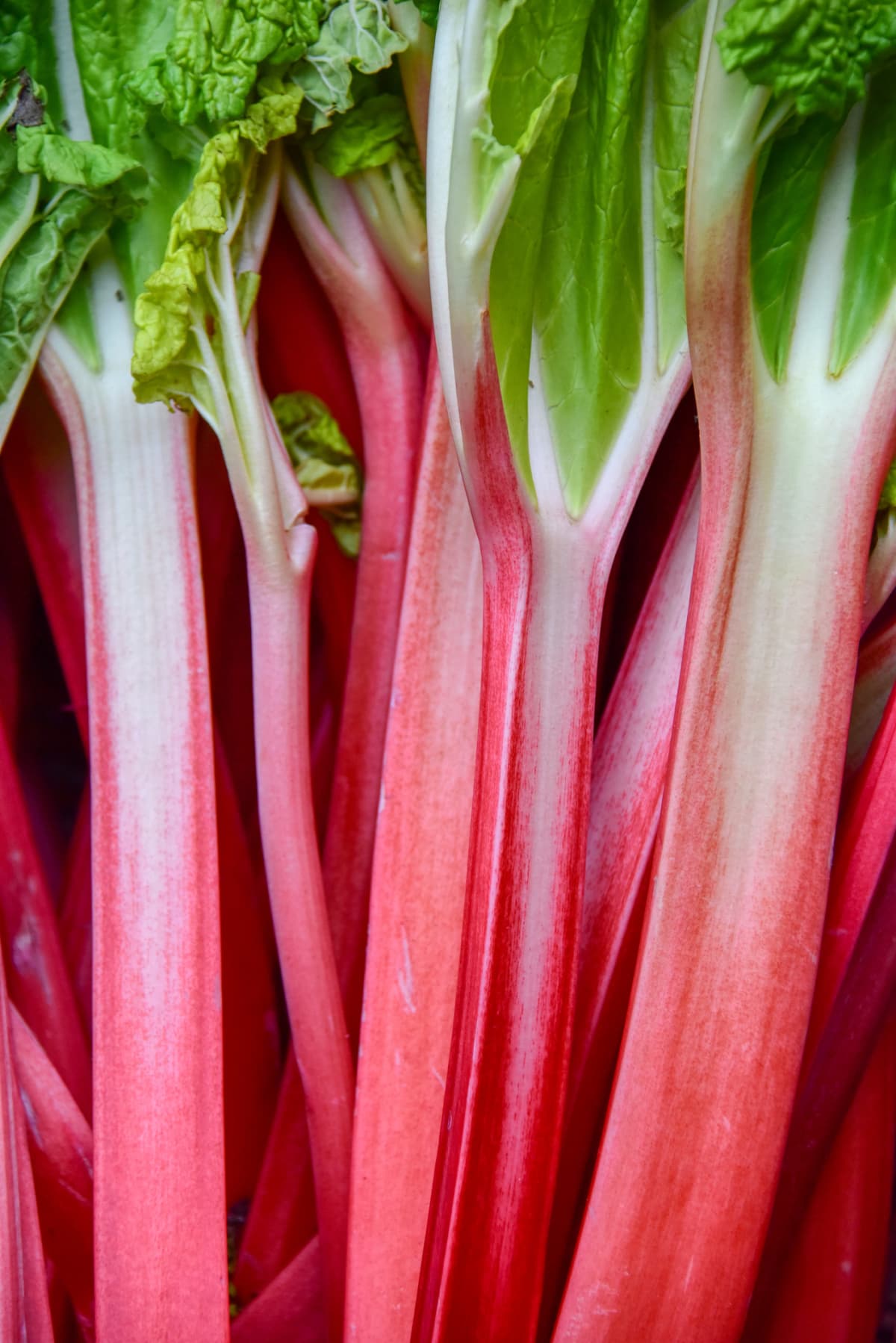 A pile of freshly picked rhubarb with strong red and green stalks