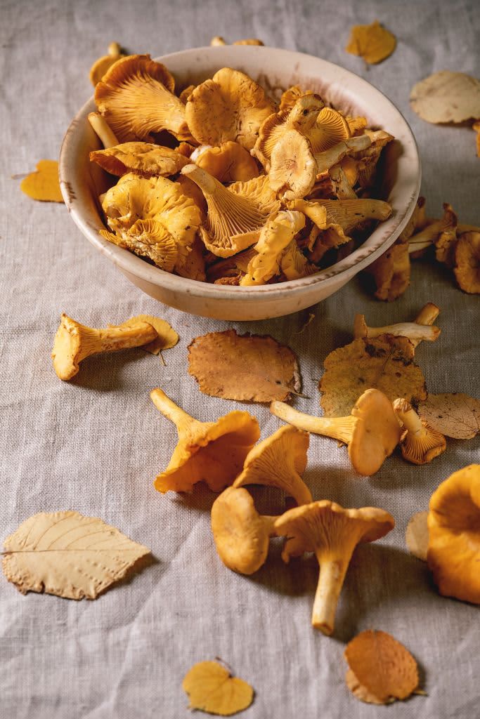 Forest chanterelle mushrooms, raw uncooked in ceramic bowl, with yellow autumn leaves over grey linen table cloth as background. Flat lay, space. (Photo by: Natasha Breen/REDA&CO/Universal Images Group via Getty Images)
