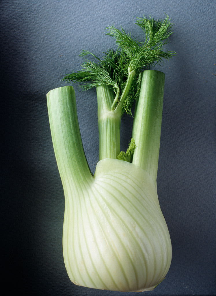 Fennel bulb / Florence fennel, Foeniculum vulgare azoricum. (Photo by FlowerPhotos/Universal Images Group via Getty Images)