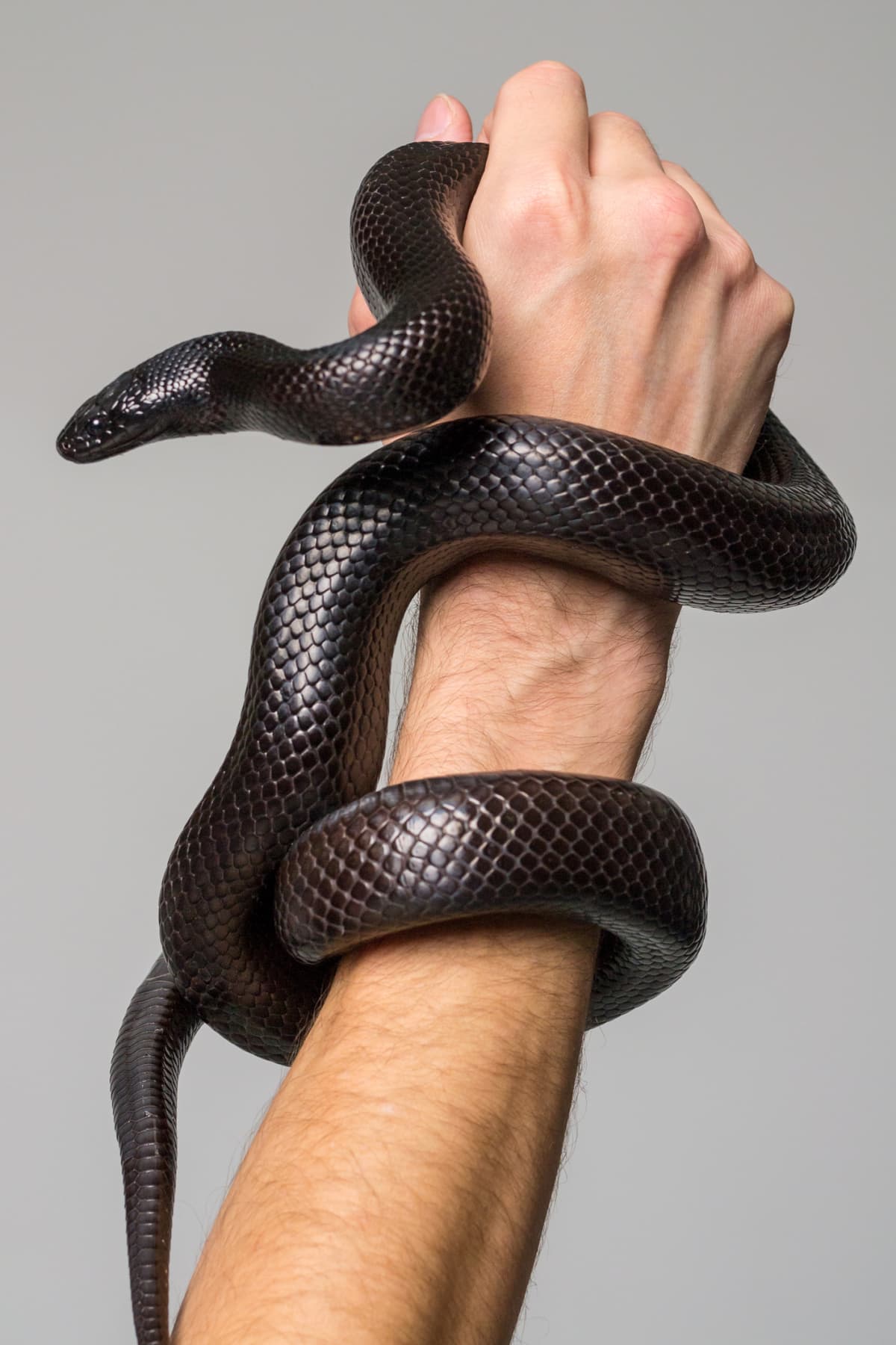 Black snake wrapped around a man's hand and wrist