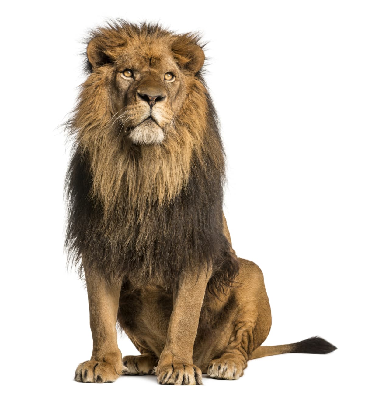 Male lion sitting against a white background