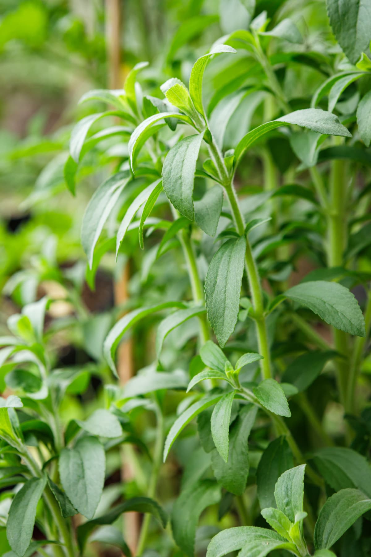 Stevia plants growing outdoors
