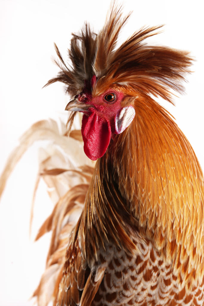 FALCON HEIGHTS, MN. - AUGUST 2022: A Polish cockerel shown by Michelle Ulvin of Stacy stands for a portrait Monday, Aug. 29, 2022 in the Poultry Barn at the Minnesota State Fair in Falcon Heights, Minn. (Photo by Anthony Souffle/Star Tribune via Getty Images)