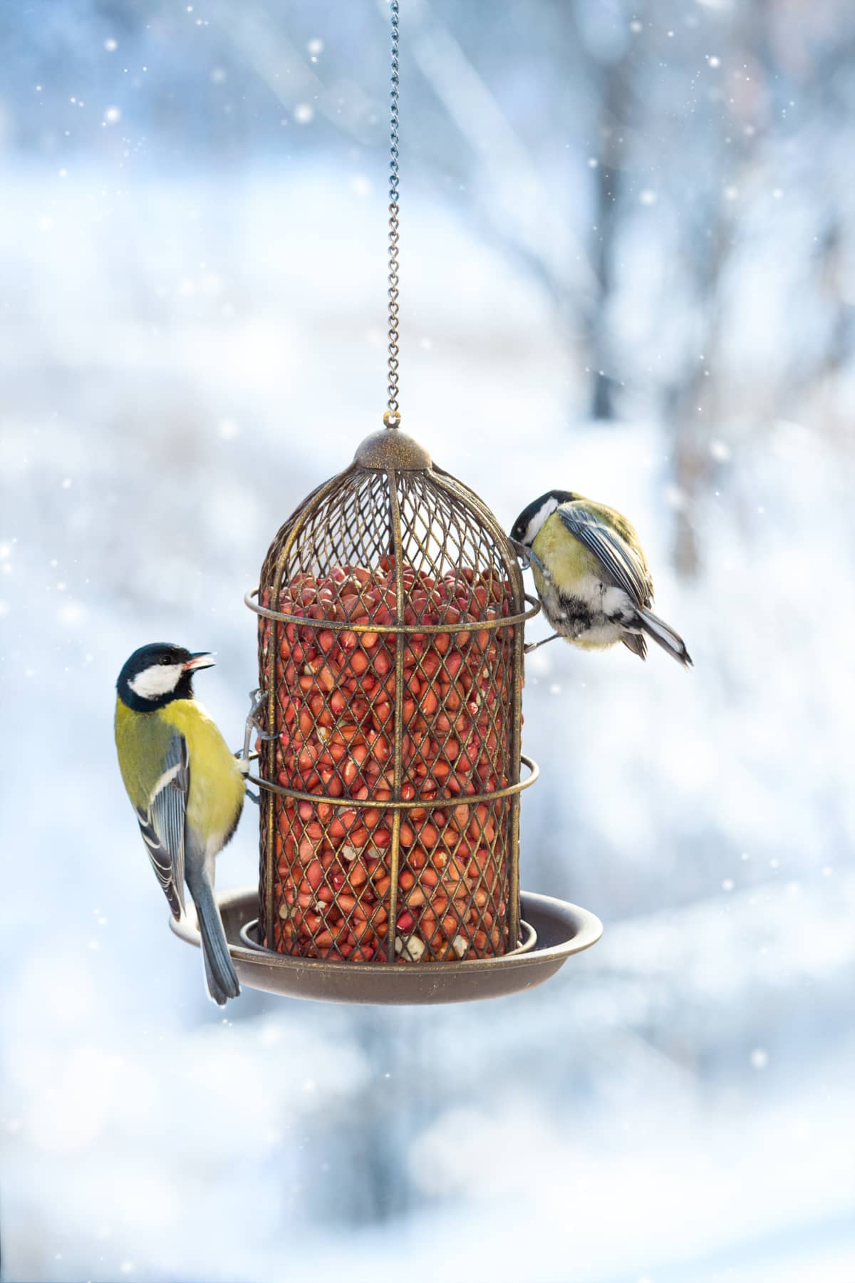 Two great tits eat food from a hanging feeder on a snowy winter day. Help the birds survive in the winter. Feeder with raw peanuts.