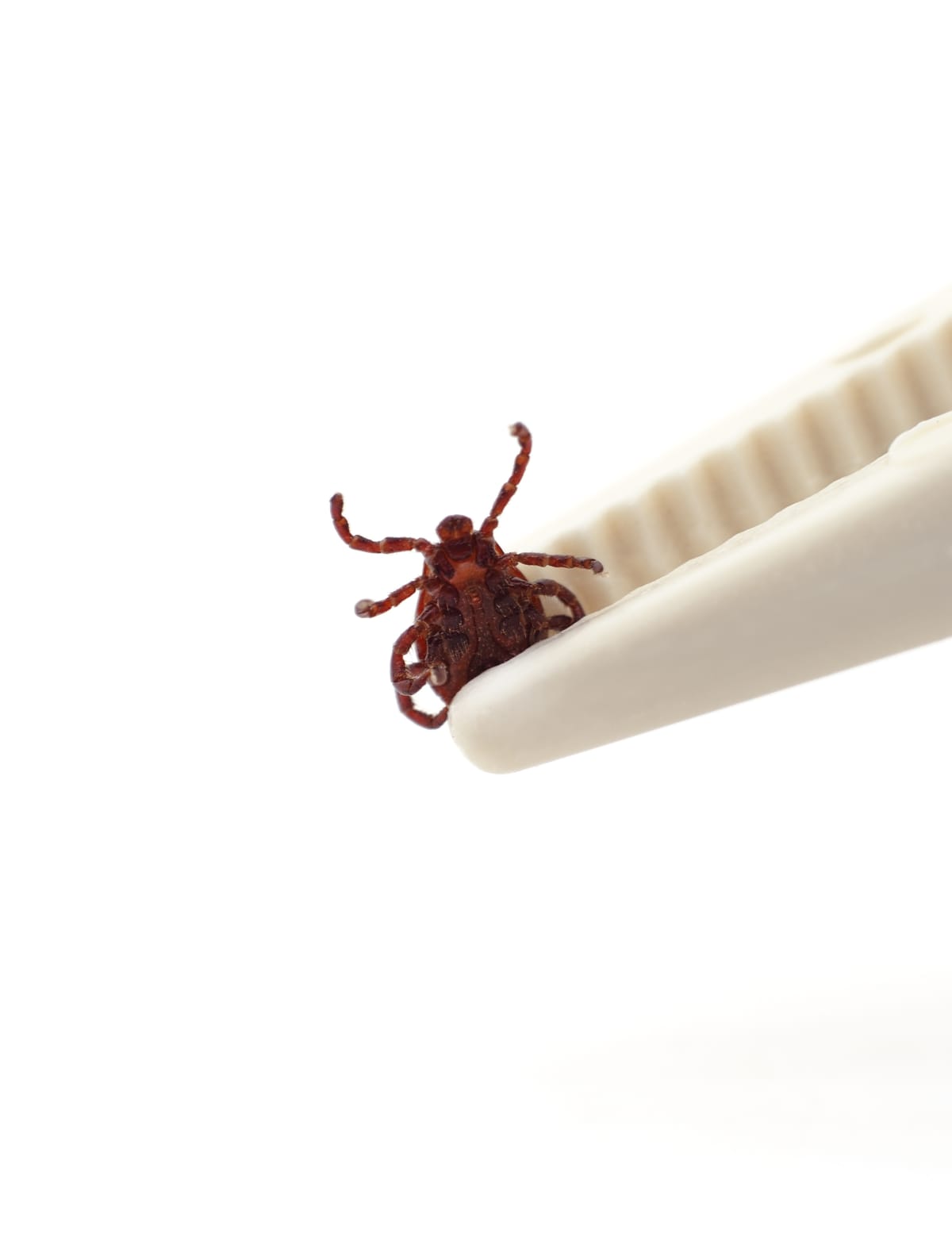 One tick is clamped with tweezers isolated on a white background.