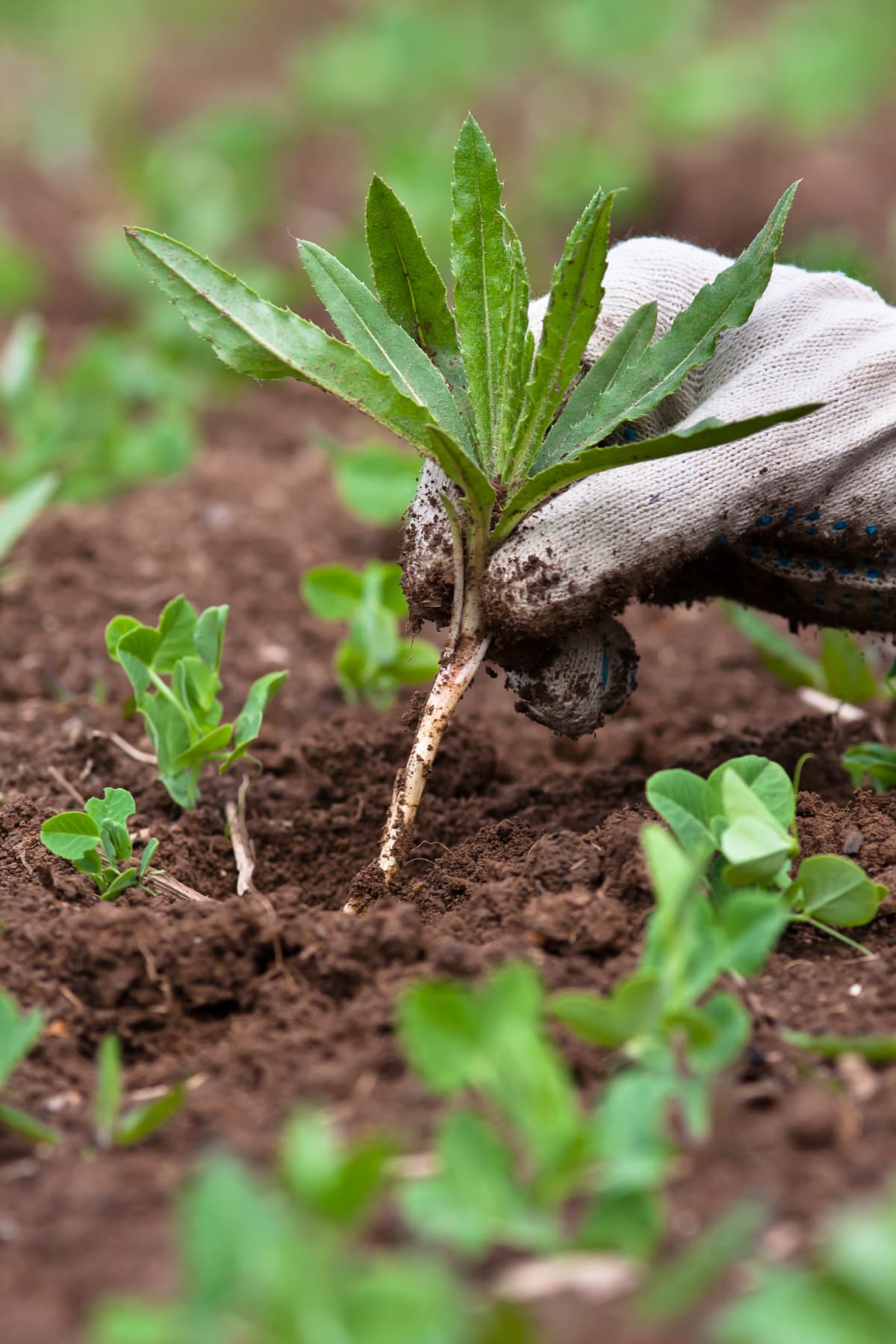 A person pulling out weeds from the soil