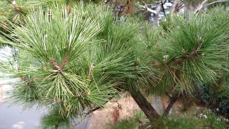 Can You Compost Pine Needles? (And What To Do With Dead Pine Needles?) -  Conserve Energy Future