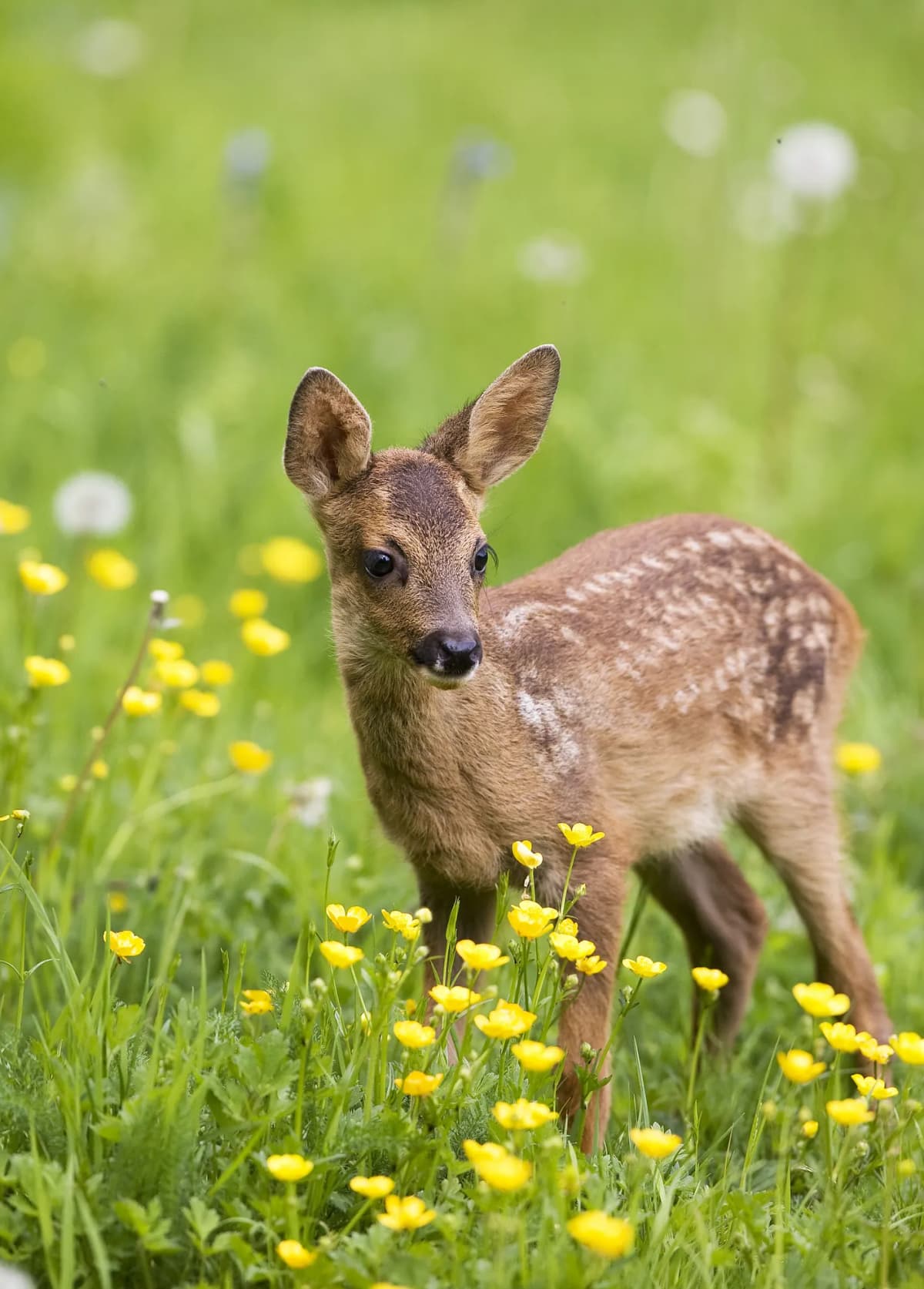 A young fawn standing in a garden