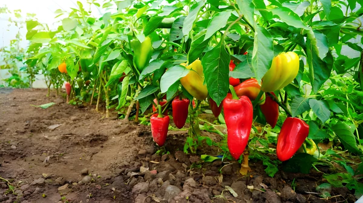 Peppers ripening on a plant