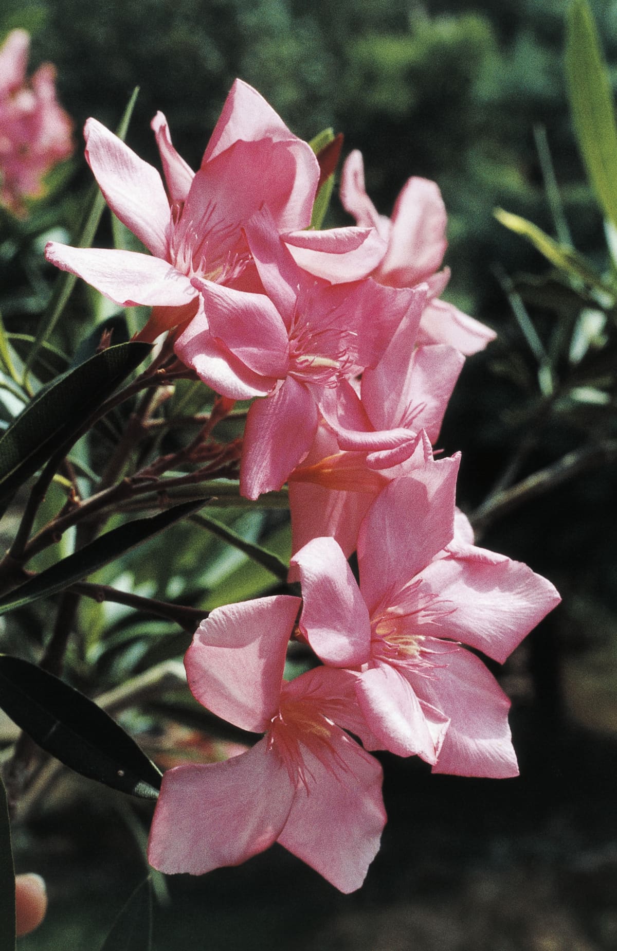 Oleander flower