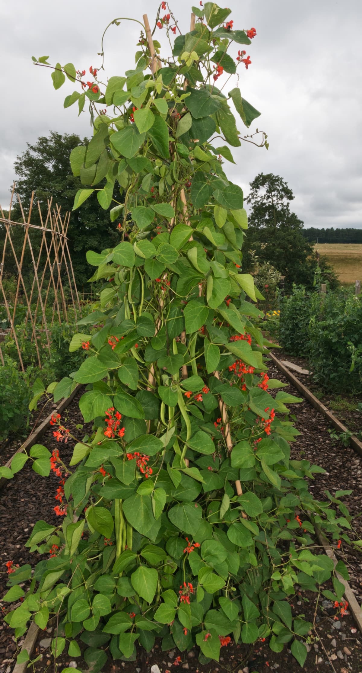 Runner or stick beans growing in a vegetable garden