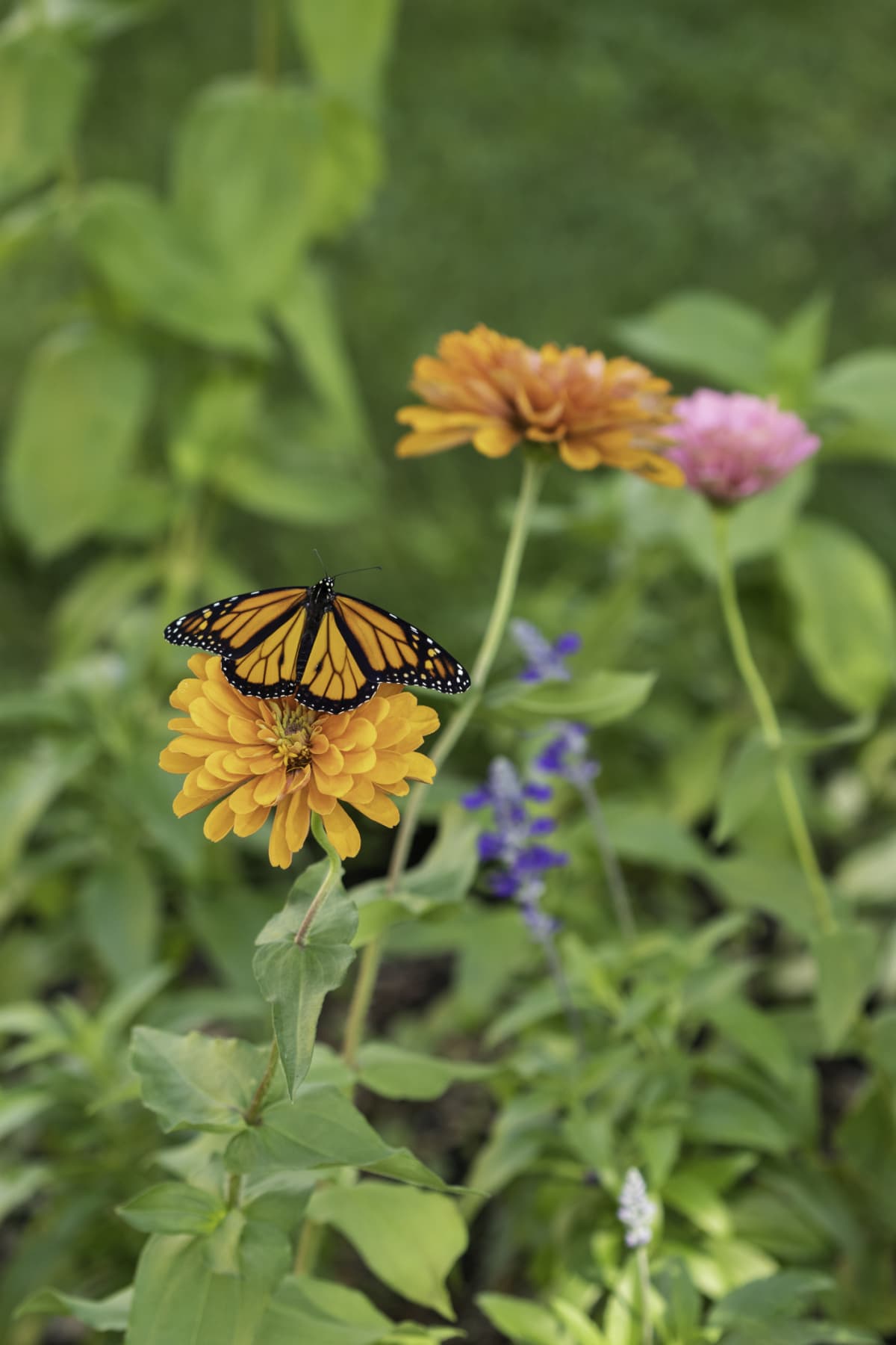 Monarch butterfly perched on a zinnia