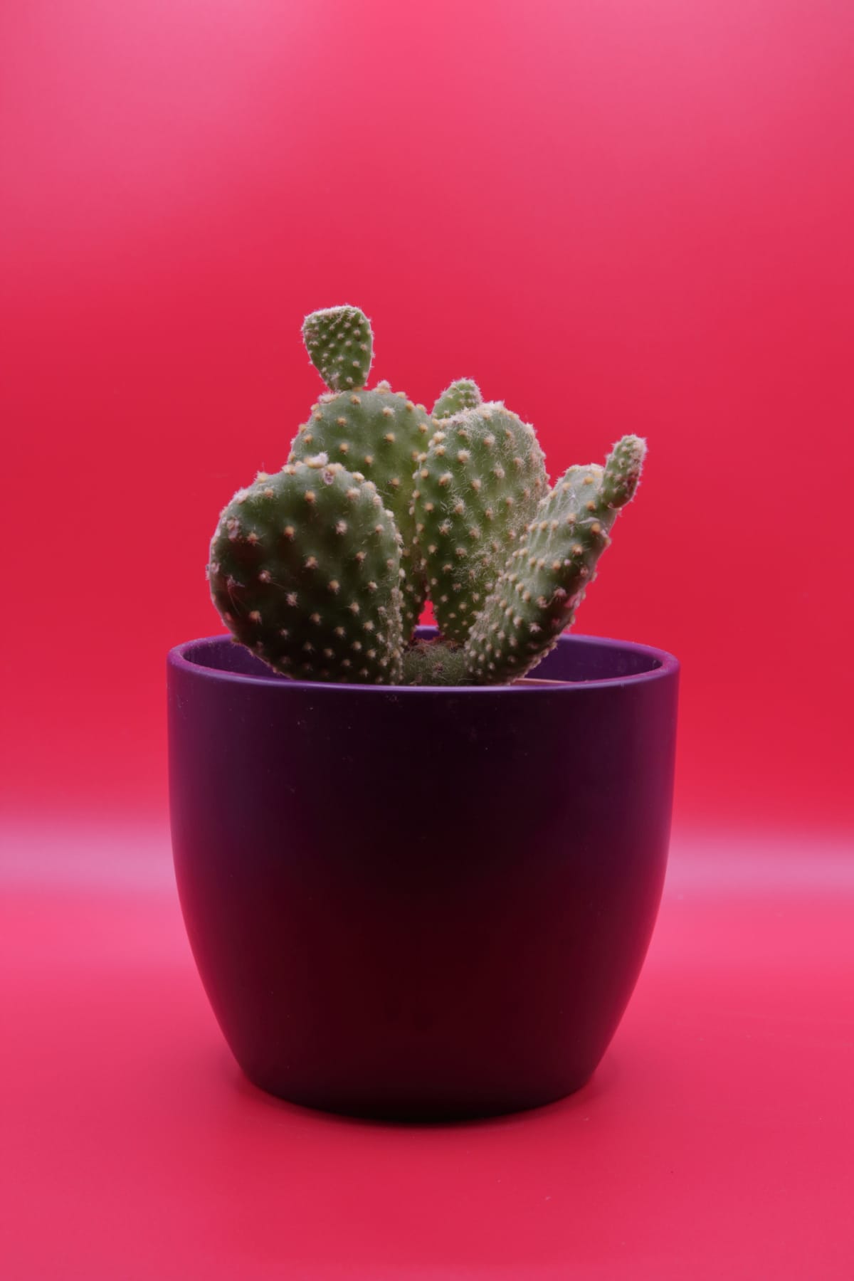 Cactus plant in purple pot on luscious red background