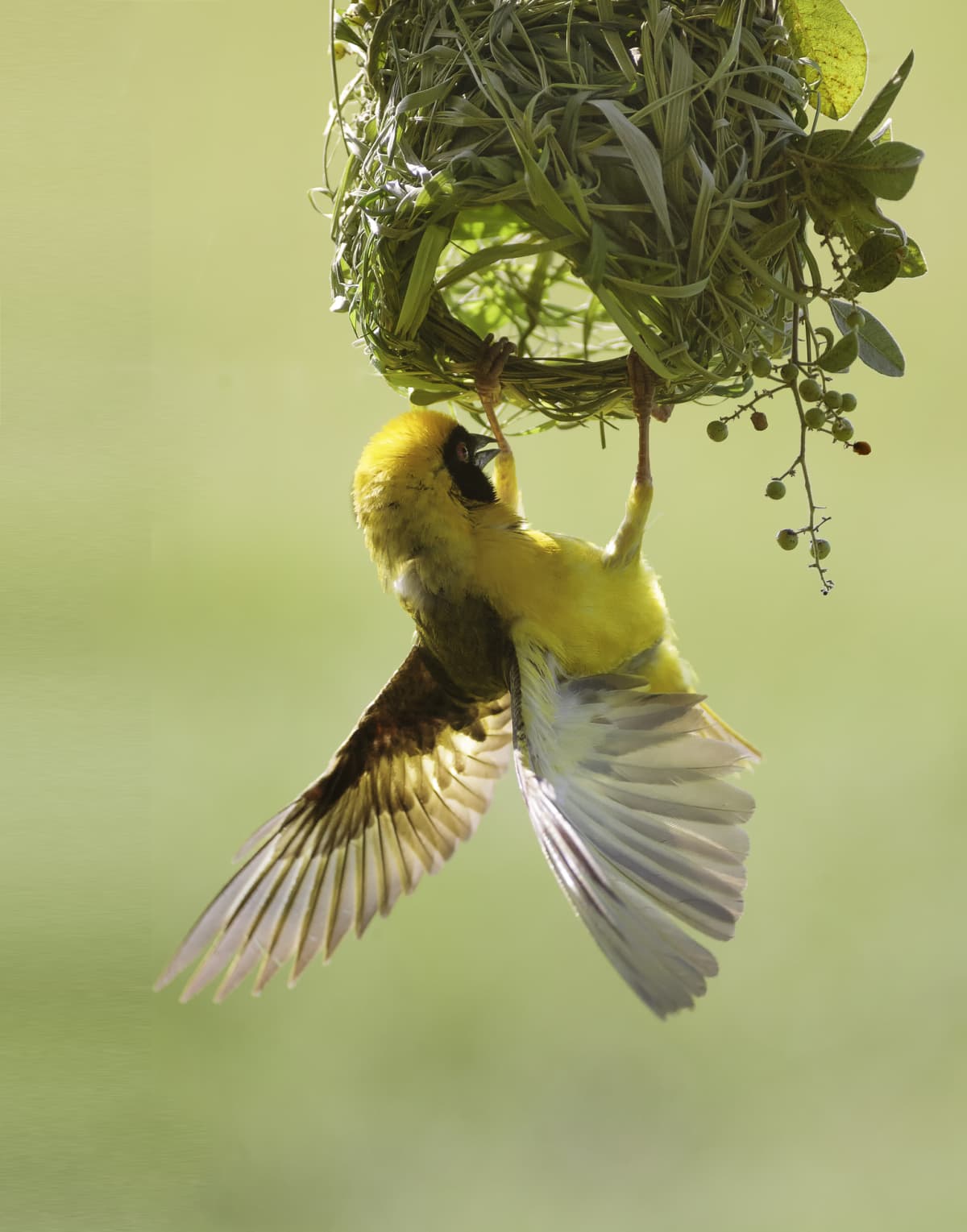Yellow weaver bird hanging from its nest