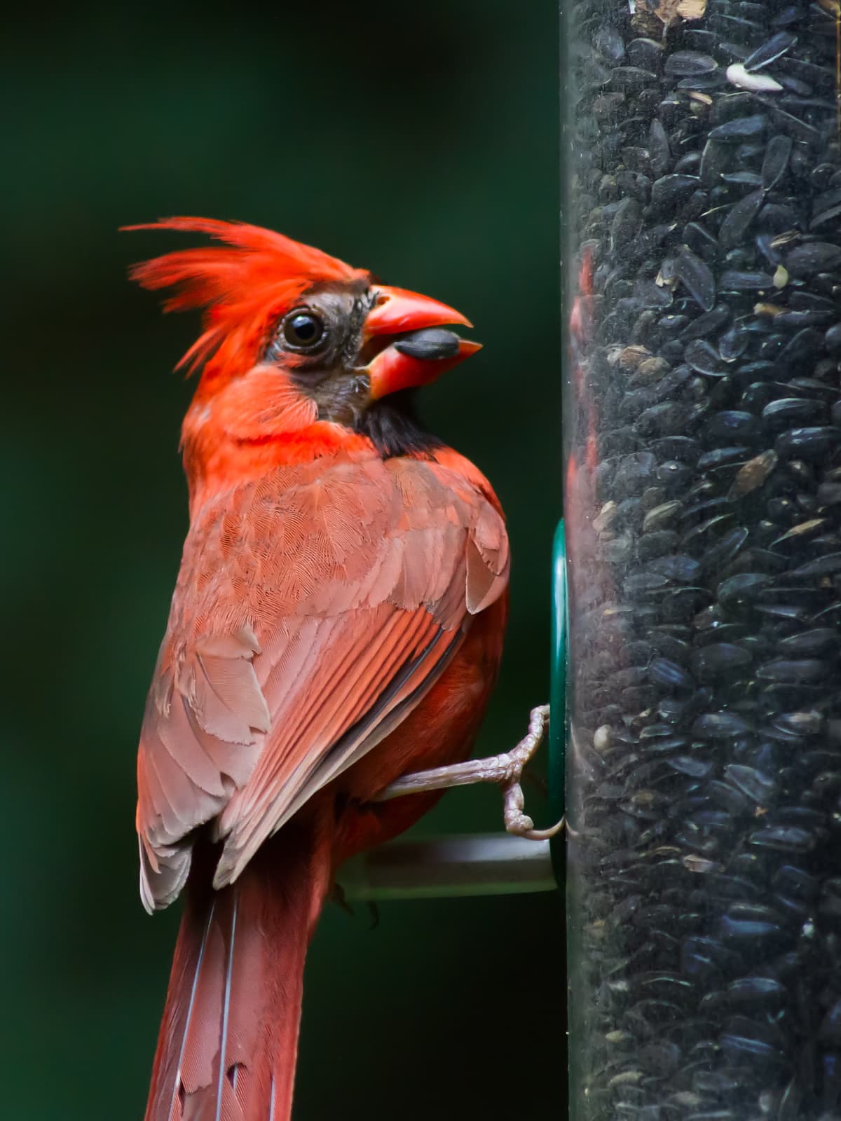 red cardinal with a bug in its mouth