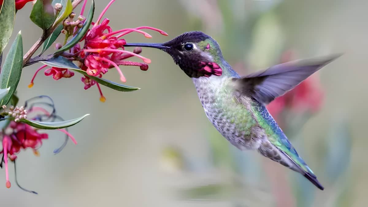 Hummingbird drinking from a flower