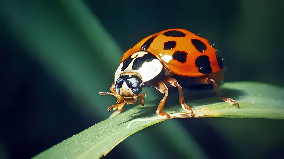 Asian lady beetle on a leaf