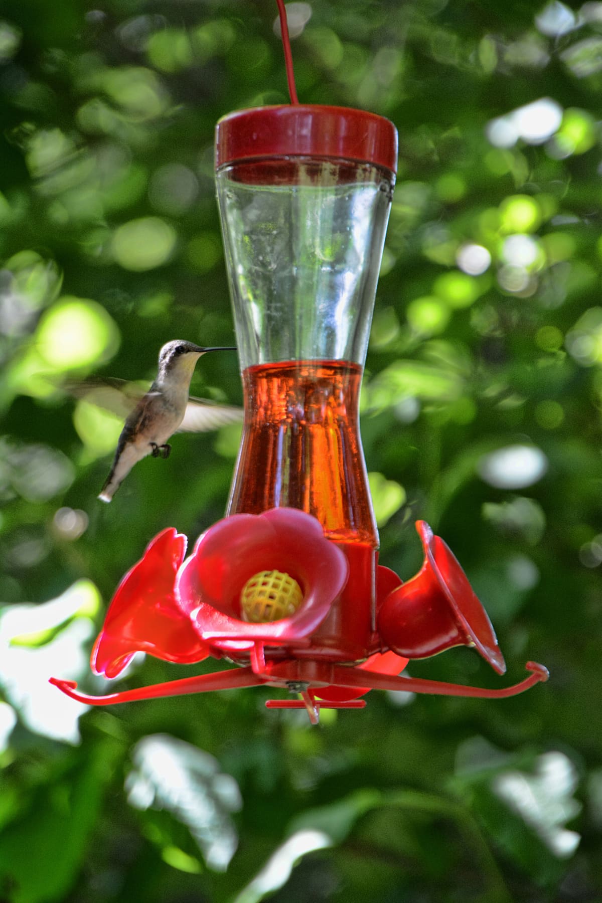 A hummingbird suspended in air by a feeder