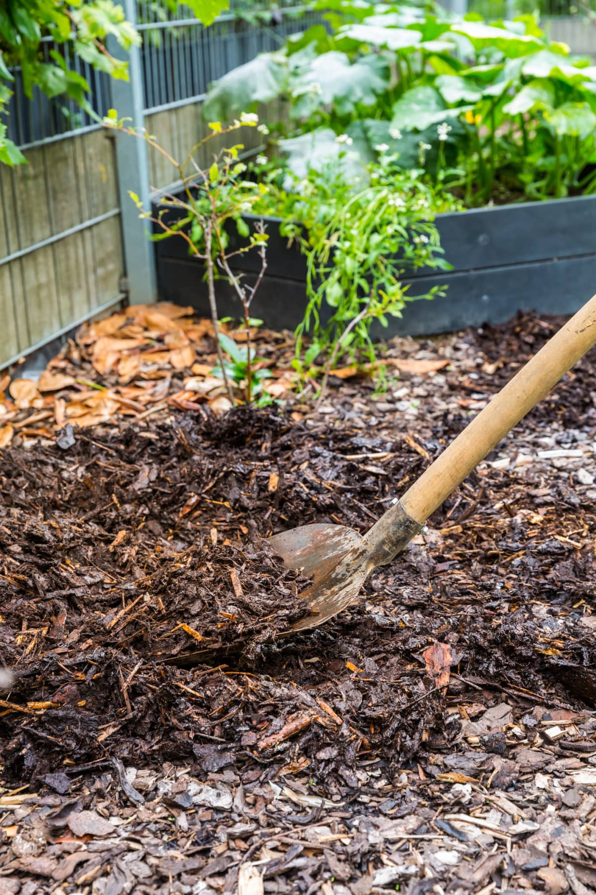 A person mulching the soil with bark mulch.